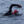 Toby swims at 10:00 images/tzcows24.jpg